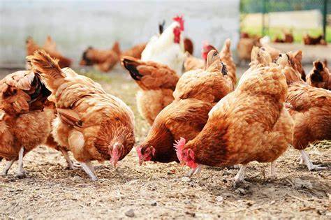 Poultry