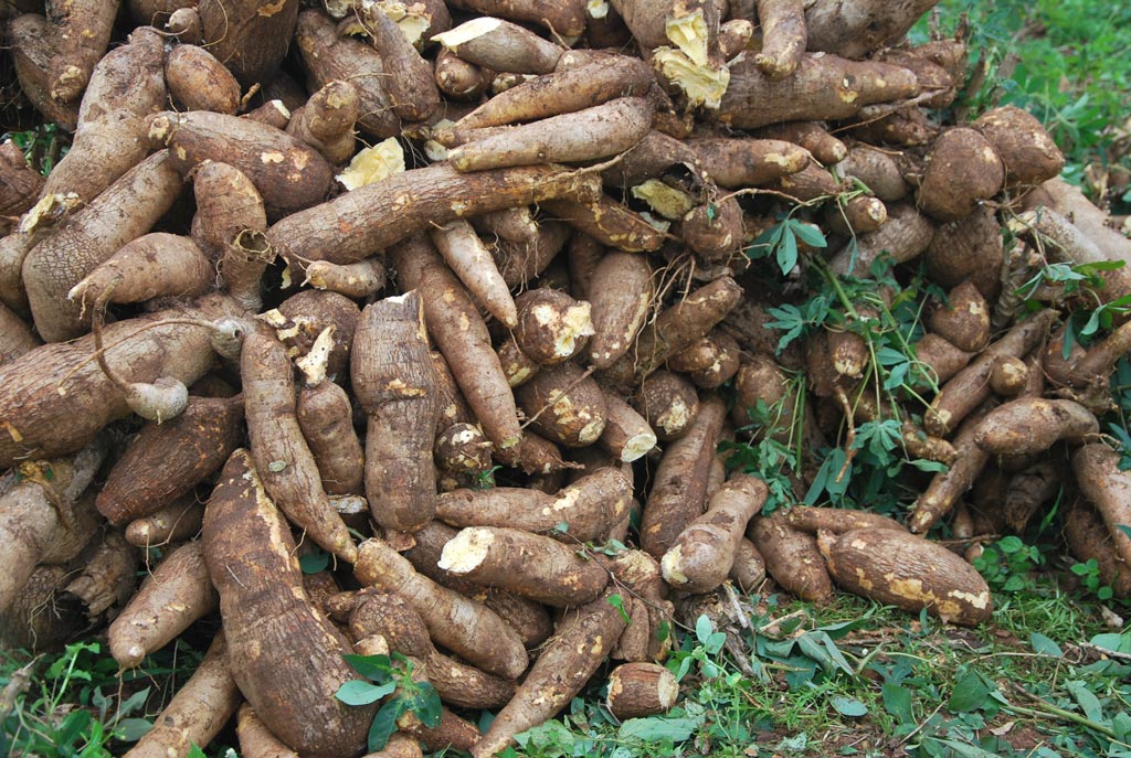 Cassava