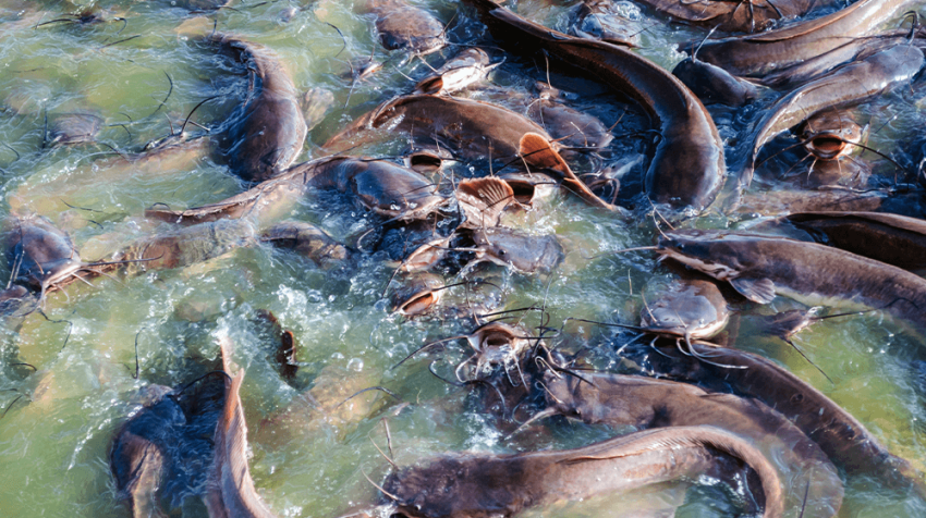 Catfish Harvest
