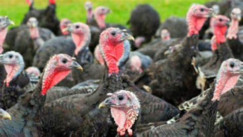 Turkey Farm